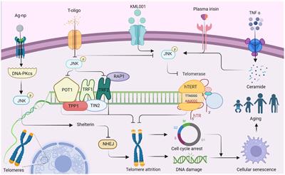 c-Jun N-terminal kinase signaling in aging